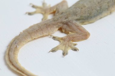 Beyaz arkaplanda izole Asyalı Ev Kertenkelesi (hemidactylus) veya genel kertenkele