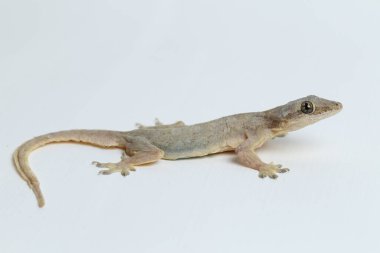 Beyaz arkaplanda izole Asyalı Ev Kertenkelesi (hemidactylus) veya genel kertenkele