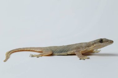 Beyaz arkaplanda izole Asyalı Ev Kertenkelesi (hemidactylus) veya genel kertenkele