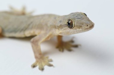 Beyaz arkaplanda izole Asyalı Ev Kertenkelesi (hemidactylus) veya genel kertenkele