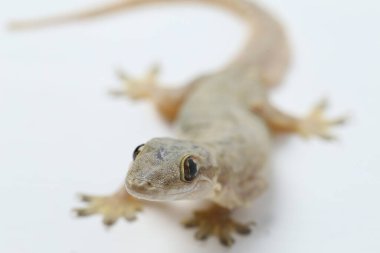 Beyaz arkaplanda izole Asyalı Ev Kertenkelesi (hemidactylus) veya genel kertenkele