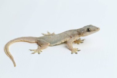 Beyaz arkaplanda izole Asyalı Ev Kertenkelesi (hemidactylus) veya genel kertenkele
