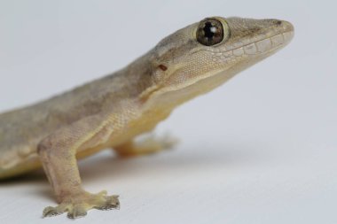Beyaz arkaplanda izole Asyalı Ev Kertenkelesi (hemidactylus) veya genel kertenkele
