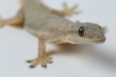 Beyaz arkaplanda izole Asyalı Ev Kertenkelesi (hemidactylus) veya genel kertenkele