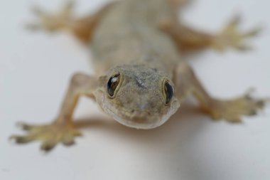 Beyaz arkaplanda izole Asyalı Ev Kertenkelesi (hemidactylus) veya genel kertenkele