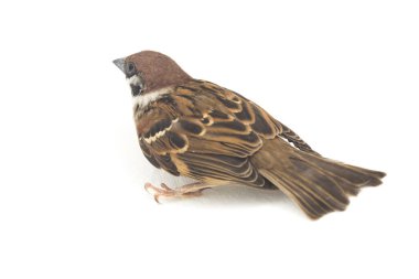 Kuş Eski Dünya serçeleri yoldan geçen küçük kuşlardan oluşan bir ailedir. beyaz arkaplanda izole