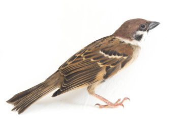 Kuş Eski Dünya serçeleri yoldan geçen küçük kuşlardan oluşan bir ailedir. beyaz arkaplanda izole