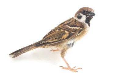 Kuş Eski Dünya serçeleri yoldan geçen küçük kuşlardan oluşan bir ailedir. beyaz arkaplanda izole