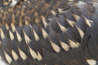 Genç siyah taçlı gece balıkçıl (Nycticorax nycticorax) beyaz arka planda izole