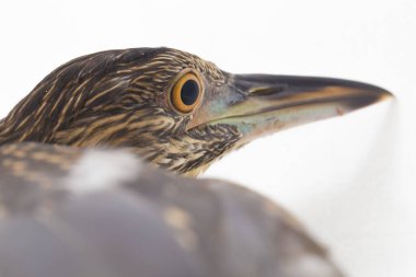 Genç siyah taçlı gece balıkçıl (Nycticorax nycticorax) beyaz arka planda izole