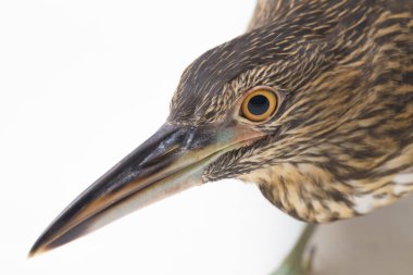 Genç siyah taçlı gece balıkçıl (Nycticorax nycticorax) beyaz arka planda izole