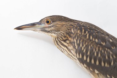 Genç siyah taçlı gece balıkçıl (Nycticorax nycticorax) beyaz arka planda izole