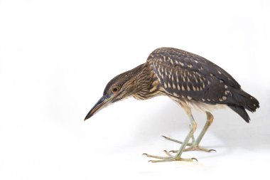 Genç siyah taçlı gece balıkçıl (Nycticorax nycticorax) beyaz arka planda izole