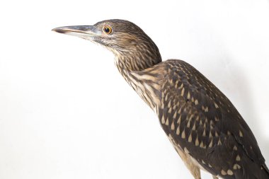 Genç siyah taçlı gece balıkçıl (Nycticorax nycticorax) beyaz arka planda izole