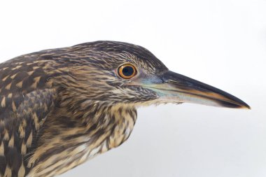 Genç siyah taçlı gece balıkçıl (Nycticorax nycticorax) beyaz arka planda izole