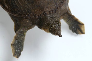 Genel yumuşak kabuklu kaplumbağa veya Asya yumuşak kabuklu kaplumbağa (Amyda kıkırdakginea) beyaz arka planda izole