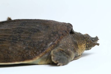 Genel yumuşak kabuklu kaplumbağa veya Asya yumuşak kabuklu kaplumbağa (Amyda kıkırdakginea) beyaz arka planda izole