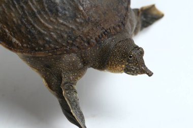 Genel yumuşak kabuklu kaplumbağa veya Asya yumuşak kabuklu kaplumbağa (Amyda kıkırdakginea) beyaz arka planda izole