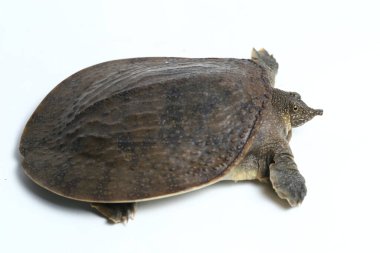 Genel yumuşak kabuklu kaplumbağa veya Asya yumuşak kabuklu kaplumbağa (Amyda kıkırdakginea) beyaz arka planda izole