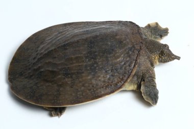 Genel yumuşak kabuklu kaplumbağa veya Asya yumuşak kabuklu kaplumbağa (Amyda kıkırdakginea) beyaz arka planda izole