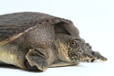 Genel yumuşak kabuklu kaplumbağa veya Asya yumuşak kabuklu kaplumbağa (Amyda kıkırdakginea) beyaz arka planda izole