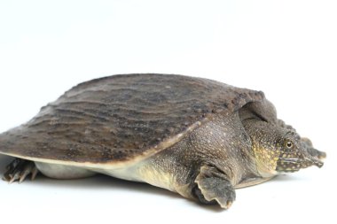 Genel yumuşak kabuklu kaplumbağa veya Asya yumuşak kabuklu kaplumbağa (Amyda kıkırdakginea) beyaz arka planda izole