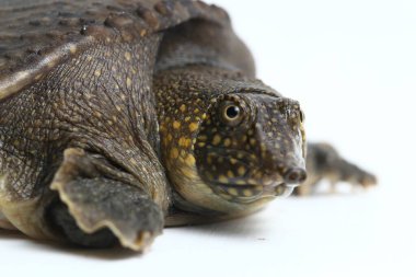Genel yumuşak kabuklu kaplumbağa veya Asya yumuşak kabuklu kaplumbağa (Amyda kıkırdakginea) beyaz arka planda izole