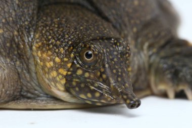 Genel yumuşak kabuklu kaplumbağa veya Asya yumuşak kabuklu kaplumbağa (Amyda kıkırdakginea) beyaz arka planda izole