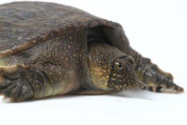 Genel yumuşak kabuklu kaplumbağa veya Asya yumuşak kabuklu kaplumbağa (Amyda kıkırdakginea) beyaz arka planda izole