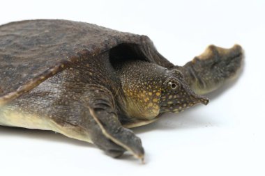 Genel yumuşak kabuklu kaplumbağa veya Asya yumuşak kabuklu kaplumbağa (Amyda kıkırdakginea) beyaz arka planda izole