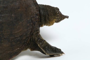 Genel yumuşak kabuklu kaplumbağa veya Asya yumuşak kabuklu kaplumbağa (Amyda kıkırdakginea) beyaz arka planda izole