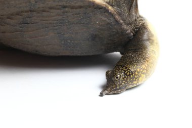 Genel yumuşak kabuklu kaplumbağa veya Asya yumuşak kabuklu kaplumbağa (Amyda kıkırdakginea) beyaz arka planda izole