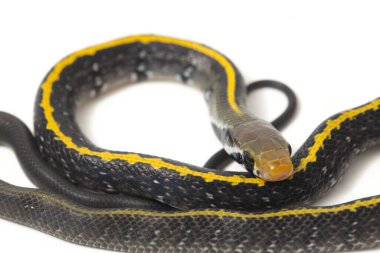 Coelognathus flavolineatus, Güneydoğu Asya 'da bulunan bir Colubrid yılanıdır. beyaz arkaplanda izole