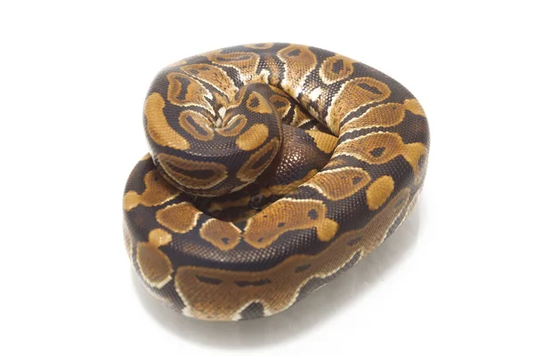 Кульковий Пітон Python Англ Ball Python Ізольовано Білому Тлі — стокове фото