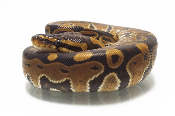 Bola Python Python Regius Isolado Fundo Branco — Fotografia de Stock