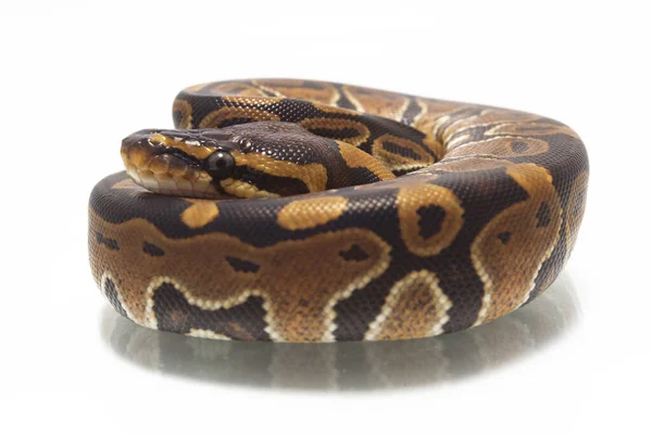 Labda Python Python Regius Elszigetelt Fehér Alapon — Stock Fotó