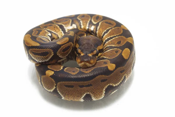 Piton Bola Python Regius Terisolasi Pada Latar Belakang Putih — Stok Foto