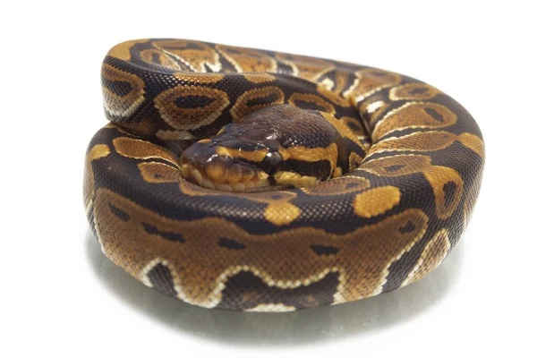 Koule Krajta Python Regius Izolované Bílém Pozadí — Stock fotografie
