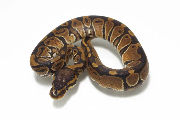 Kugelpython Python Regius Isoliert Auf Weißem Hintergrund — Stockfoto