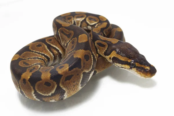 Bola Python Python Regius Isolado Fundo Branco — Fotografia de Stock