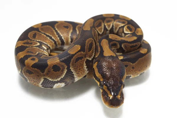Boll Python Python Regius Isolerad Vit Bakgrund — Stockfoto