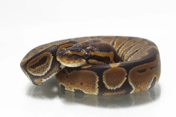 Bola Python Python Regius Isolado Fundo Branco — Fotografia de Stock