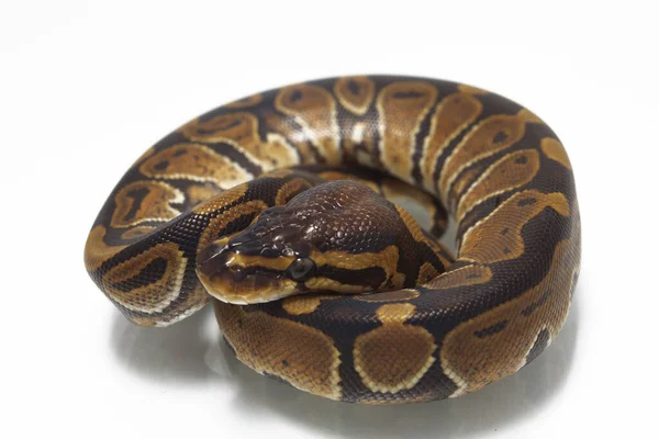 球形蟒蛇 Python Regius 在白色背景下分离 — 图库照片