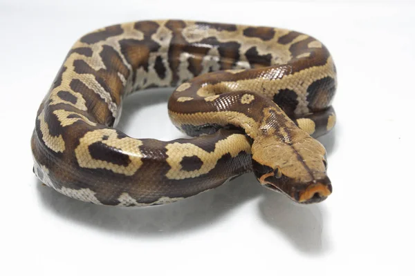 Sumatran Red Blood Python Python Curtis Curtis Allmänt Känd Som — Stockfoto