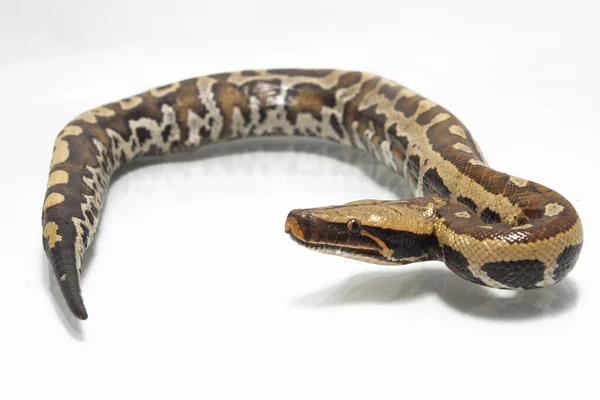 Pitón Rojo Sangre Sumatra Python Curtis Curtis Comúnmente Conocido Como —  Fotos de Stock