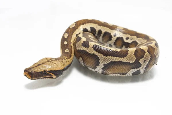 Sumatran Red Blood Python Python Curtis Curtis 白い背景に孤立した非毒ヘビである赤い短尾のPythonとして一般的に知られています — ストック写真