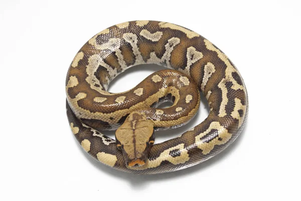 Sumatran Red Blood Python Python Curtis Curtis 白い背景に孤立した非毒ヘビである赤い短尾のPythonとして一般的に知られています — ストック写真