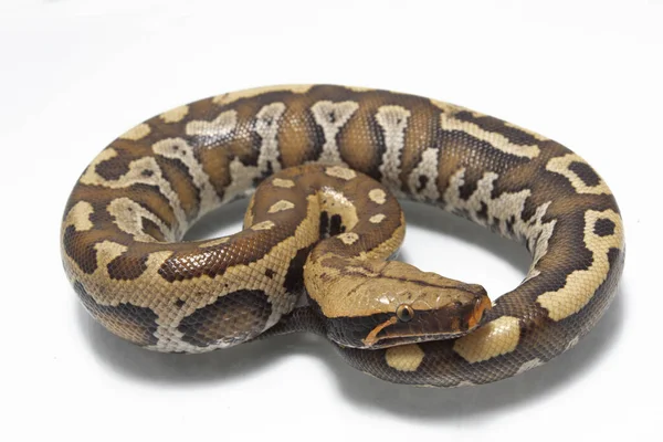 Sumatran Red Blood Python Python Curtis Curtis Неотруйна Змія Білому — стокове фото