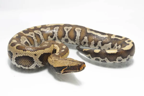 苏门答腊红血蛇 Sumatran Red Blood Python Python Curtis Curtis 俗称红短尾蟒蛇 Red — 图库照片