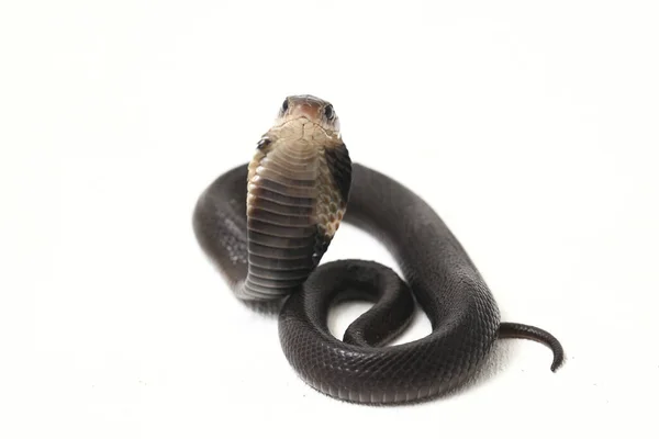 Bebê Javan Cuspir Cobra Naja Sputatrix Também Chamado Cobra Indonésia — Fotografia de Stock